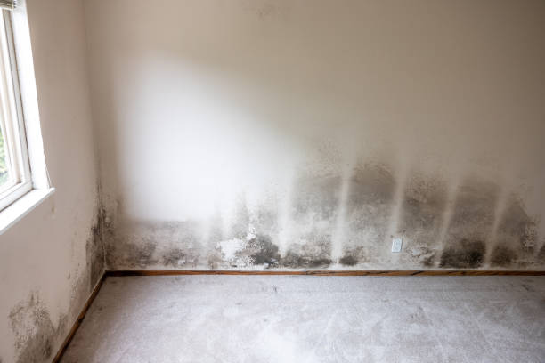 Environmental Consulting for Mold Prevention in Gulfport, MS